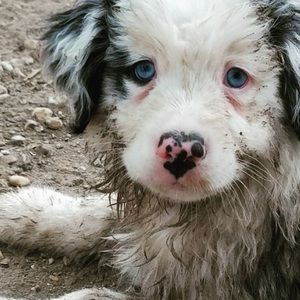 Meet your Posher, Hippie